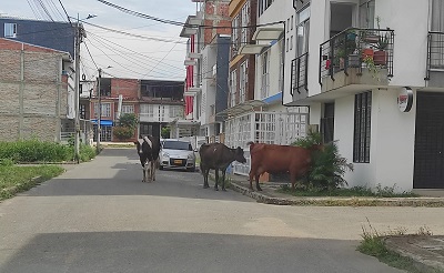 vacas en vía publica