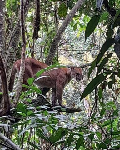 Puma Concolor en el Cauca
