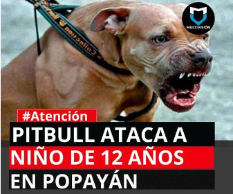 Pitbull