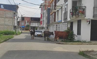 vacas en vía publica 