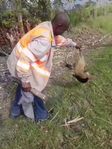 Asesinato de un oso hormiguero